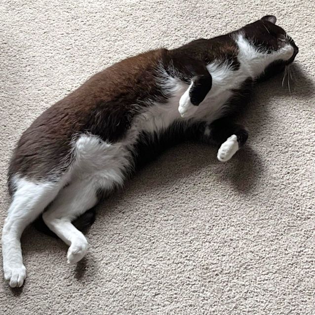 Photo of Doctor Socks