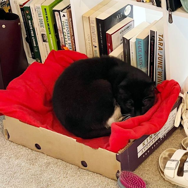 Photo of Doctor Socks