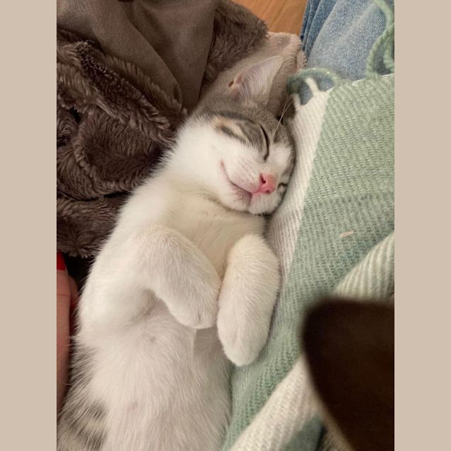 Photo of Loki