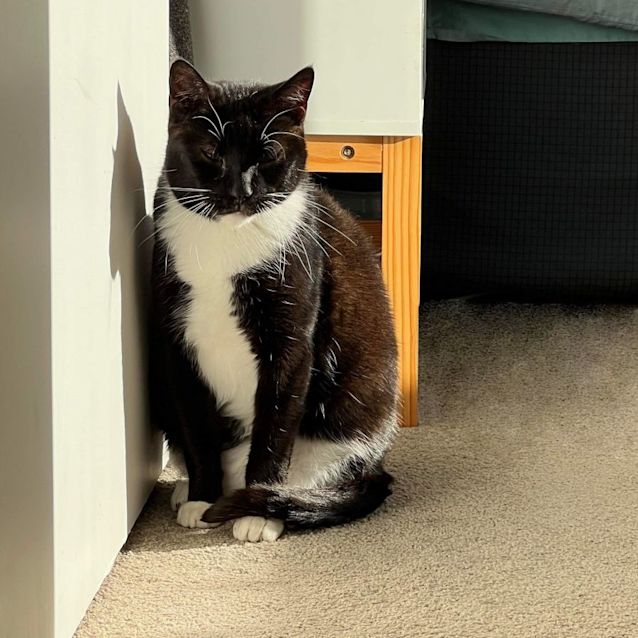 Photo of Doctor Socks