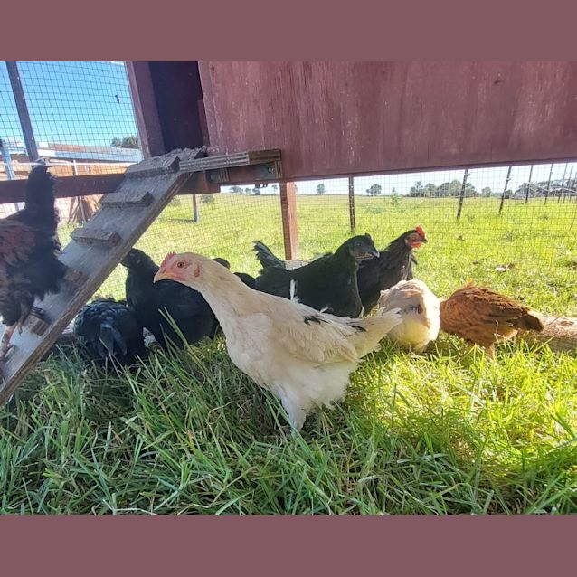 Photo of 12 Beautiful Roosters