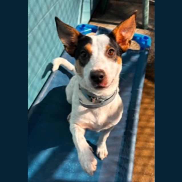 Photo of Jax