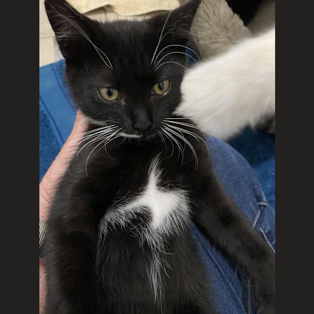 Photo of Maverick
