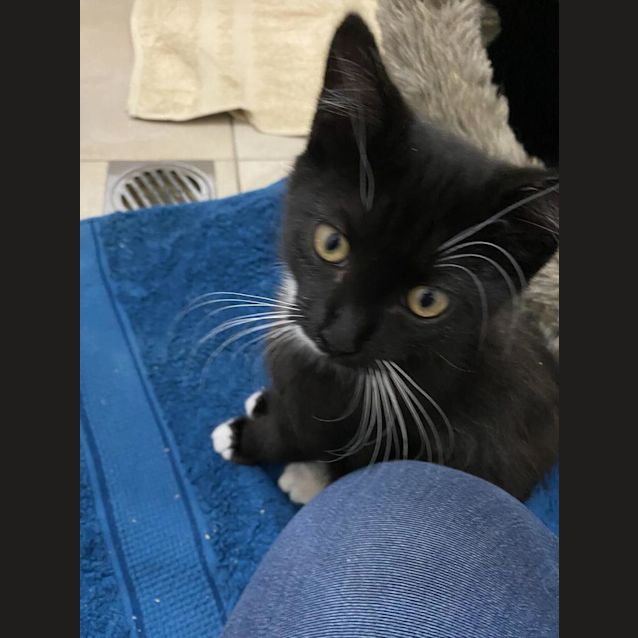 Photo of Maverick