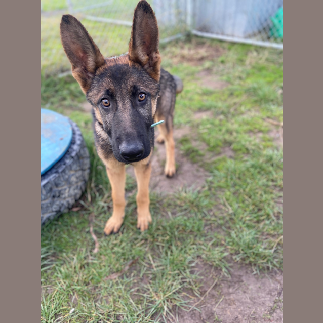 Photo of Knox