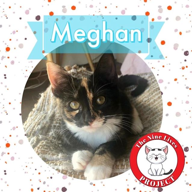 Photo of Meghan (Markle) *9 Lives Project Rescue*