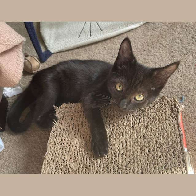 Photo of Venitia **2nd Chance Cat Rescue**