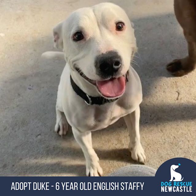 Photo of Duke   6 Year Old English Staffy (Trial)