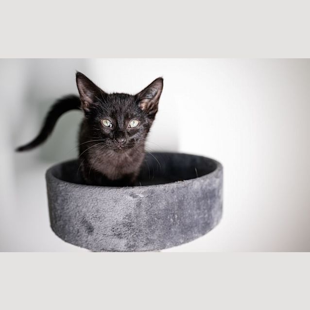 Photo of Minty