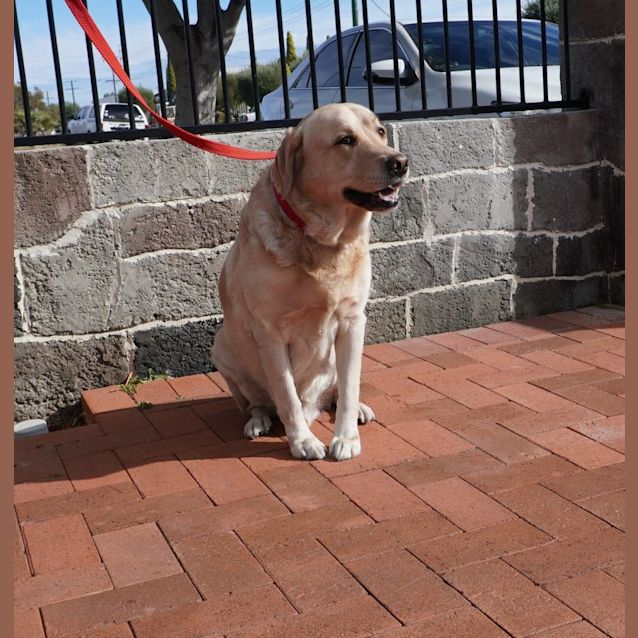 Photo of Captain