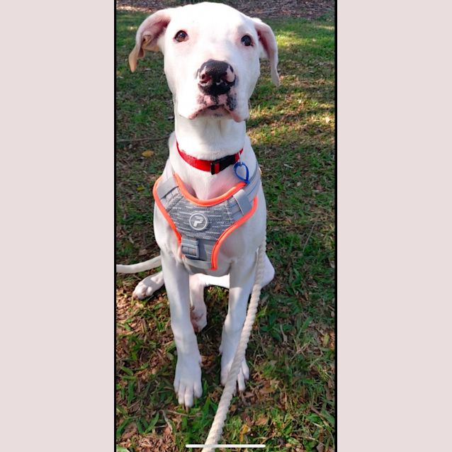 Photo of Betty *$250 Adoption Fee*
