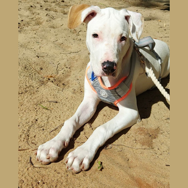 Photo of Betty *$250 Adoption Fee*