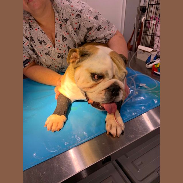 Photo of Lucy 