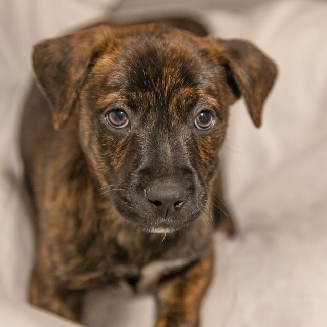 Photo of Bruno