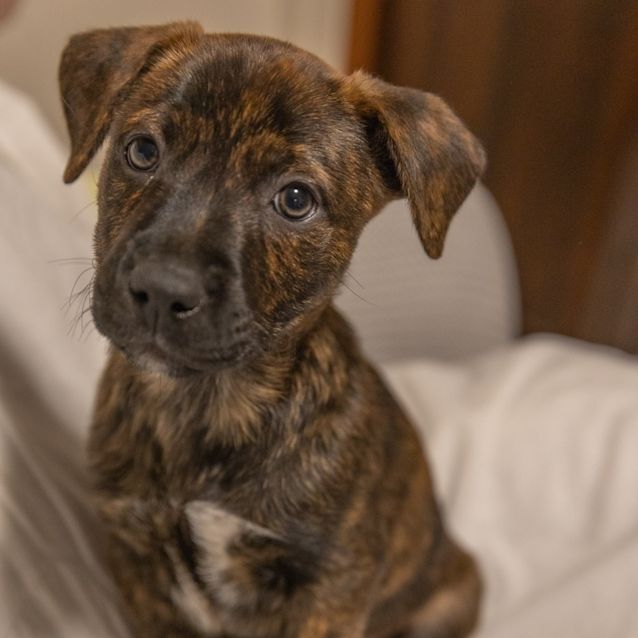 Photo of Bruno
