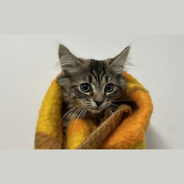 Photo of Monkee