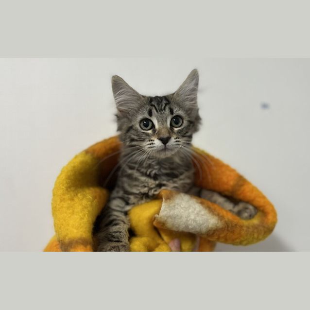 Photo of Stripe