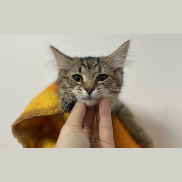 Photo of Pawsie