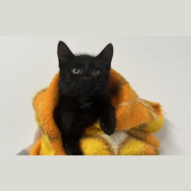 Photo of Binx