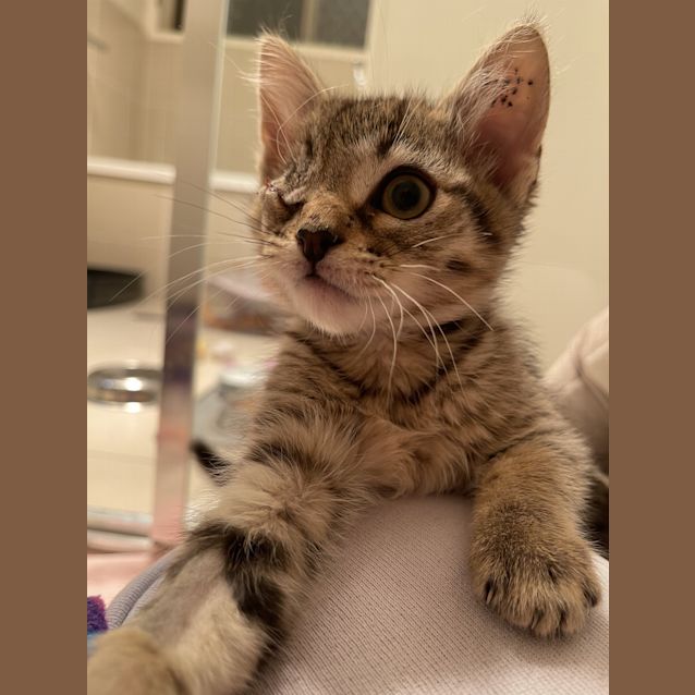 Photo of Odie