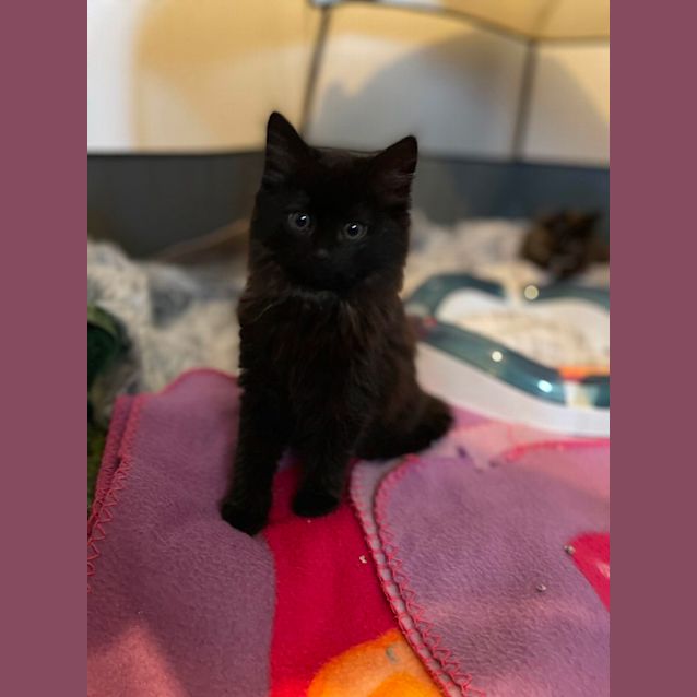 Photo of Shadow 