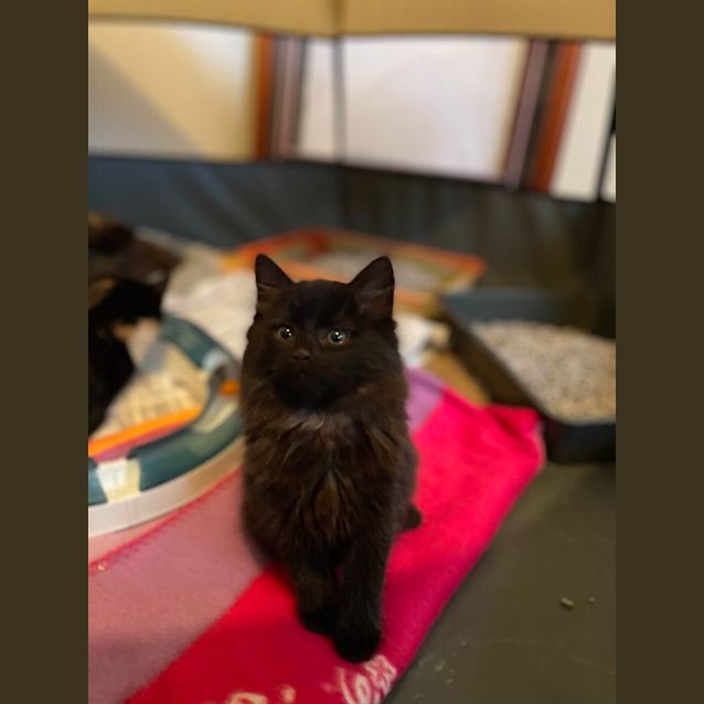 Photo of Shadow 