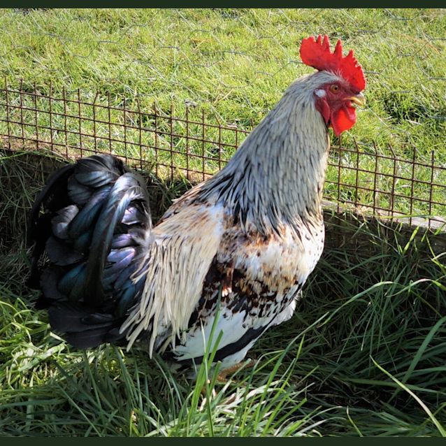 Photo of Rooster Patrick