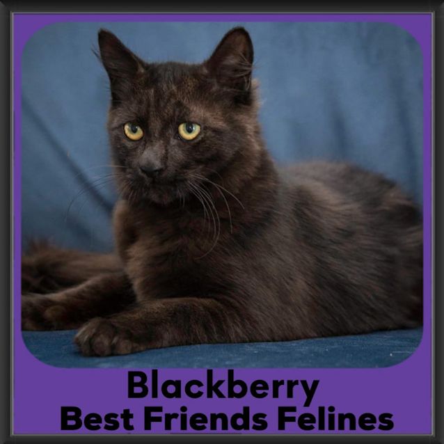 Photo of Blackberry