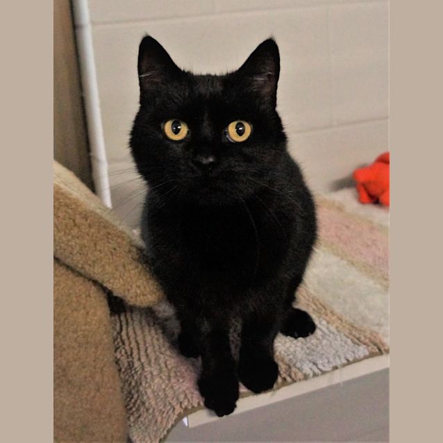 Photo of Chilli