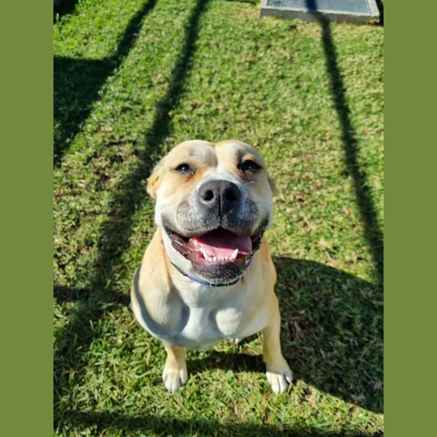 Photo of Boo