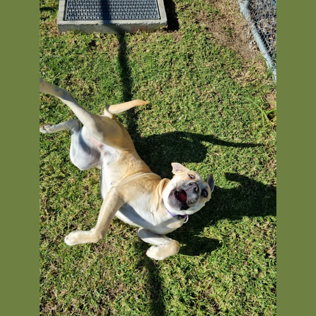 Photo of Boo