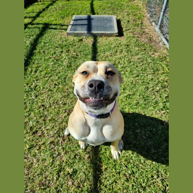 Photo of Boo