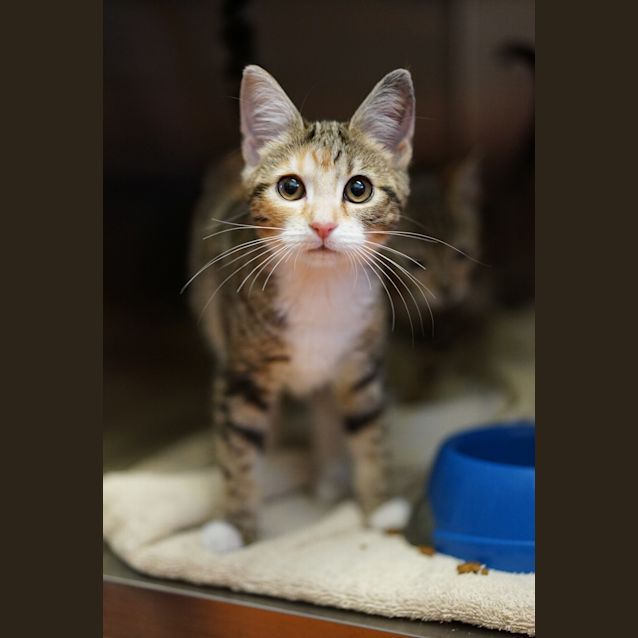 Photo of Gertie