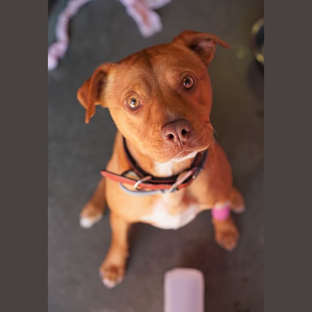 Photo of Cobber