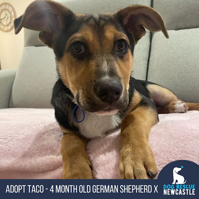 Photo of Taco   4 Month Old German Shepherd X (Trial)