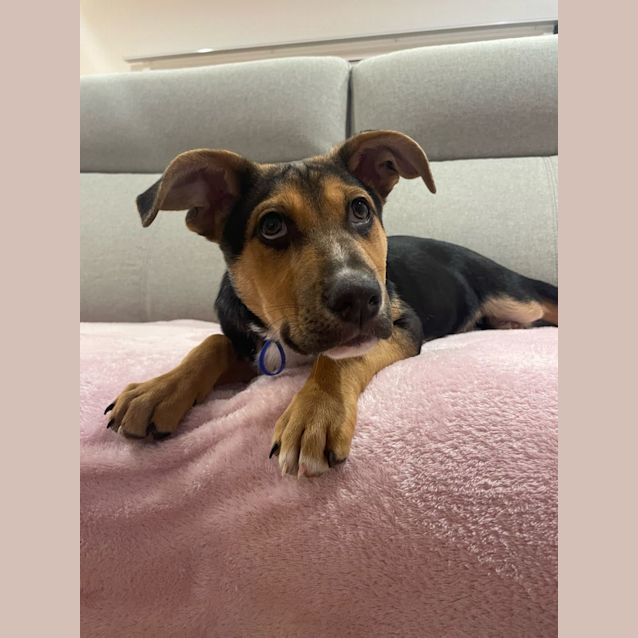 Photo of Taco   4 Month Old German Shepherd X (Trial)