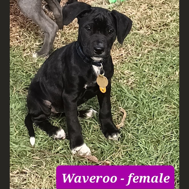 Photo of Valerian Pups