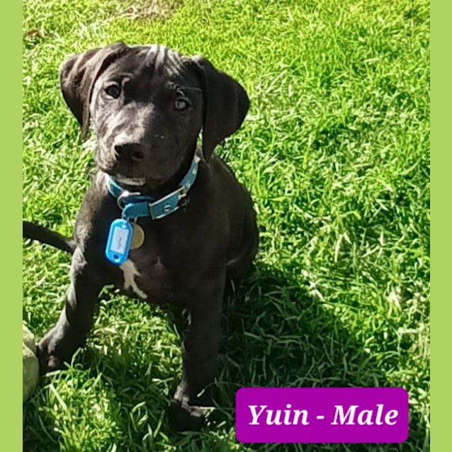 Photo of Valerian Pups