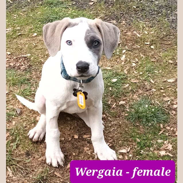 Photo of Valerian Pups