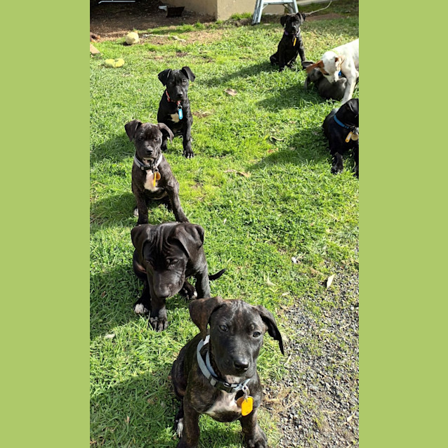 Photo of Valerian Pups