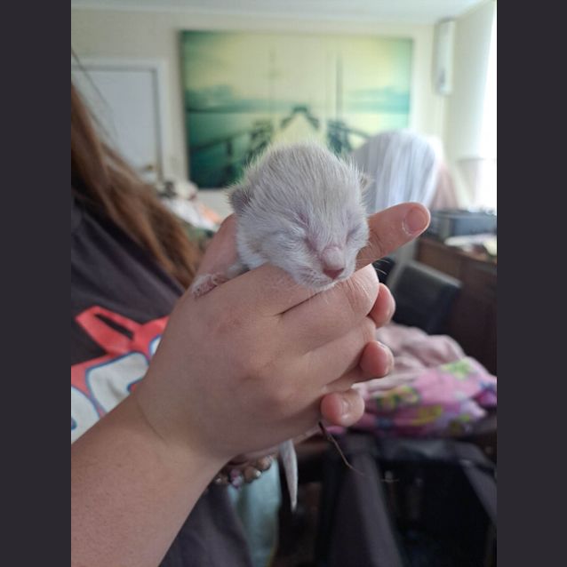 Photo of Maid Marian