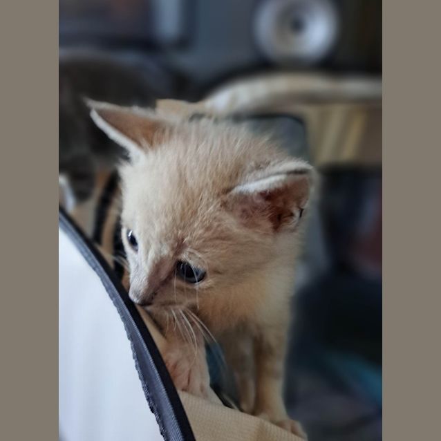 Photo of Maid Marian