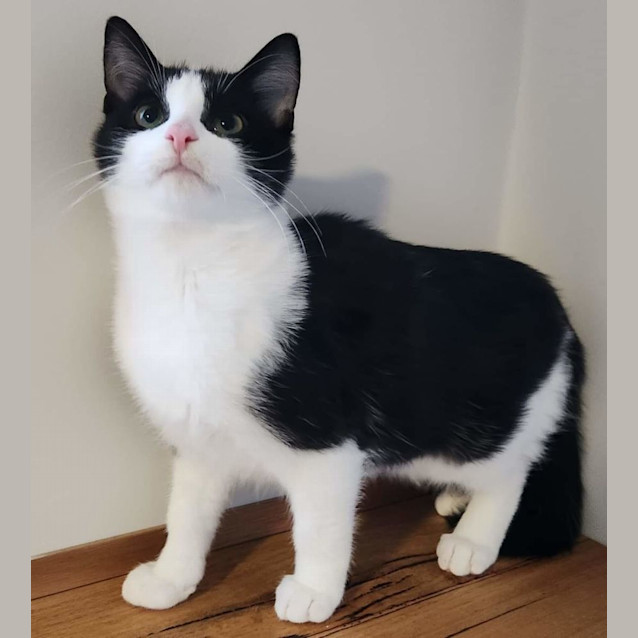 Photo of Mister Knowitall