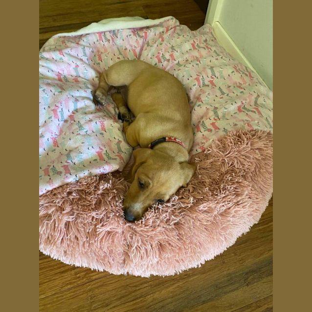 Photo of Alfie & Cali 