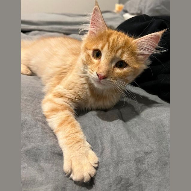 Photo of Willow & Gus*Meet Us At Neko Hq Preston 3rd June* 