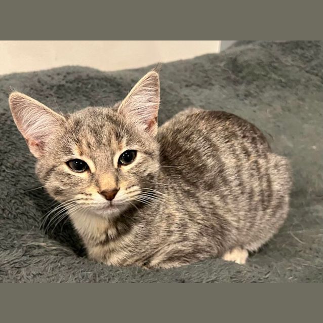 Photo of Willow & Gus*Meet Us At Neko Hq Preston 3rd June* 