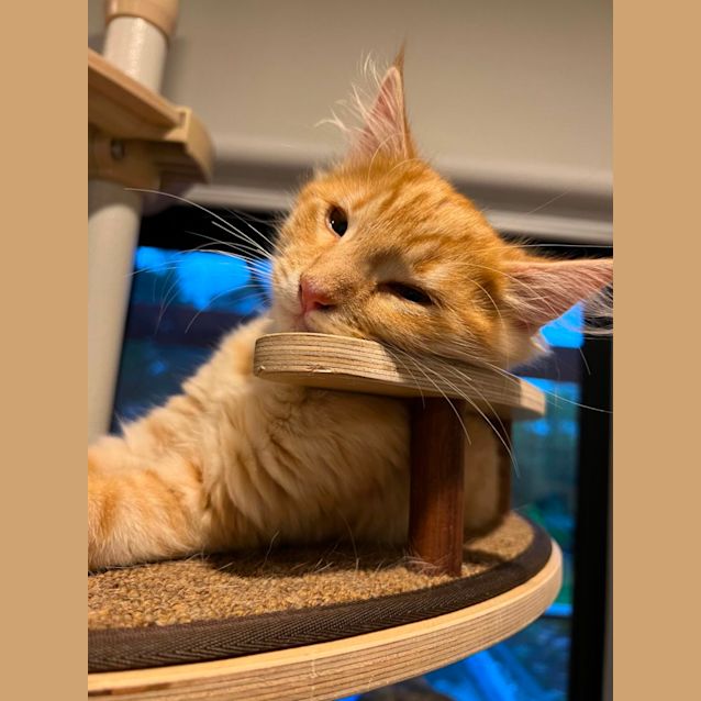 Photo of Willow & Gus*Meet Us At Neko Hq Preston 3rd June* 