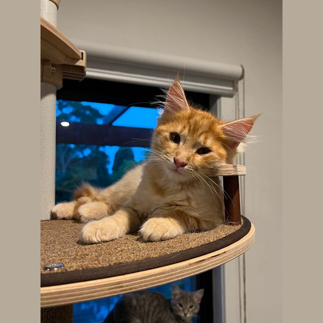 Photo of Willow & Gus*Meet Us At Neko Hq Preston 3rd June* 