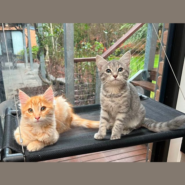 Photo of Willow & Gus*Meet Us At Neko Hq Preston 3rd June* 