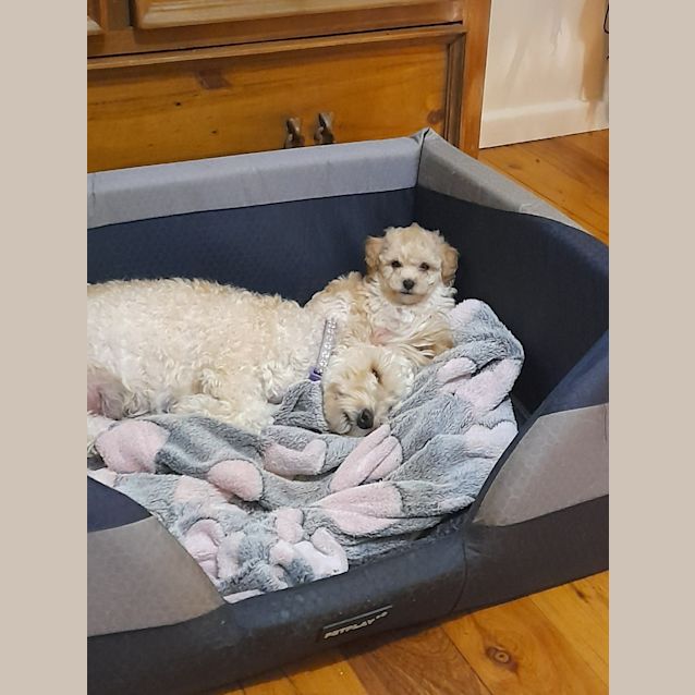 Photo of Violet